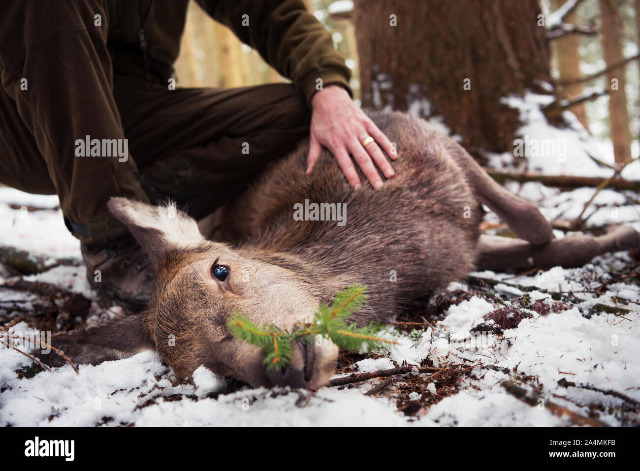 Hunter near dead deer Stock Photo