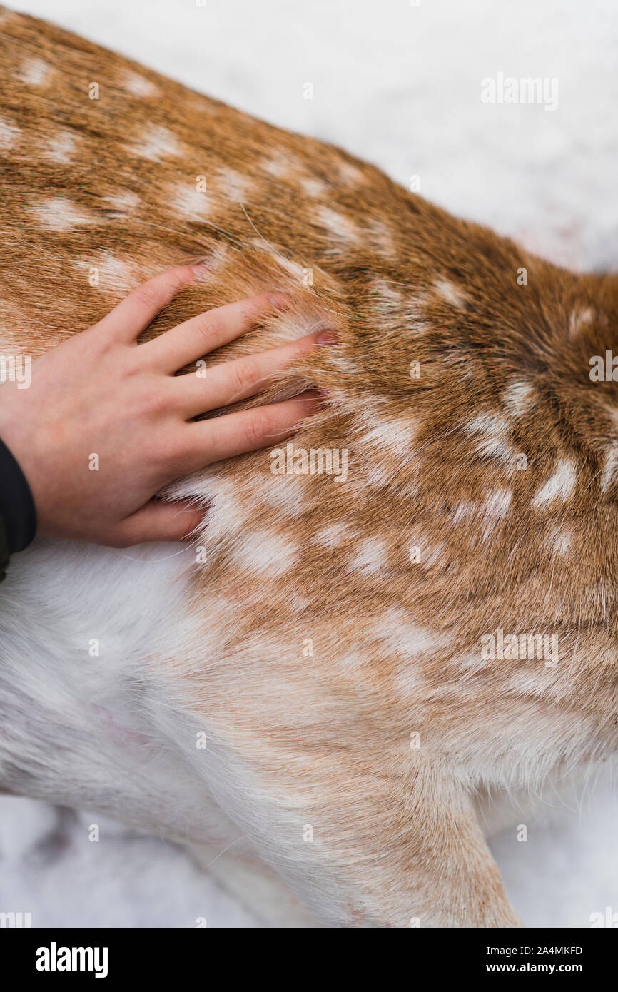 Hand on dead deer Stock Photo