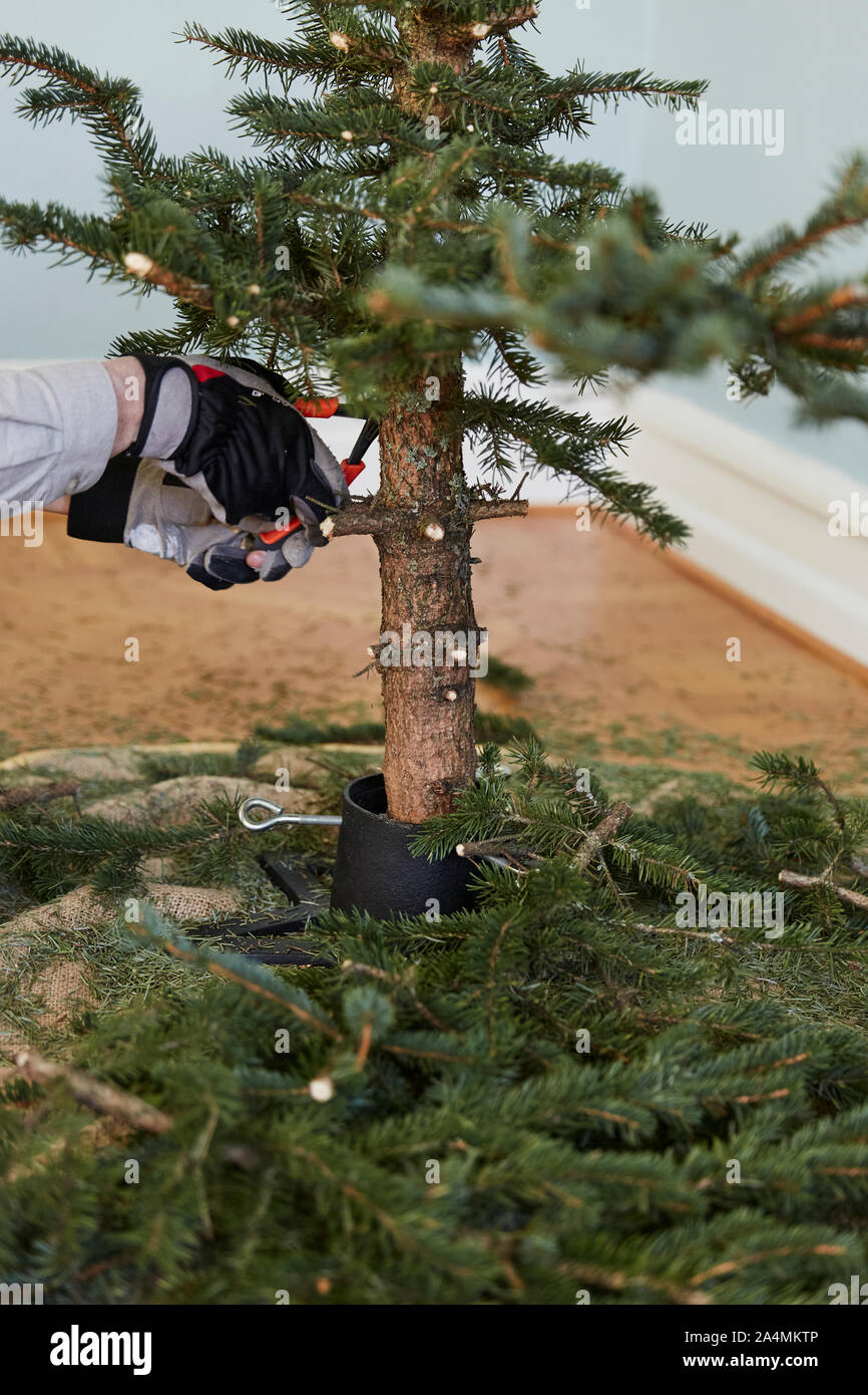 Dead christmas tree hires stock photography and images Alamy