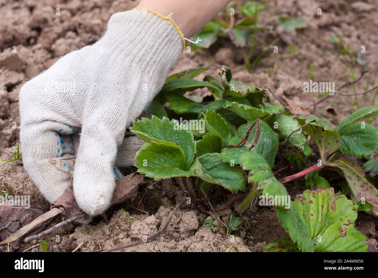 Removing soil hi-res stock photography and images - Alamy
