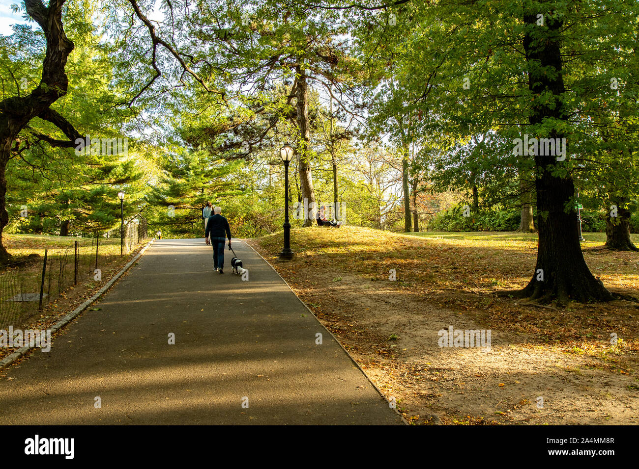 Walking dog in Central Park NYC Stock Photo Alamy