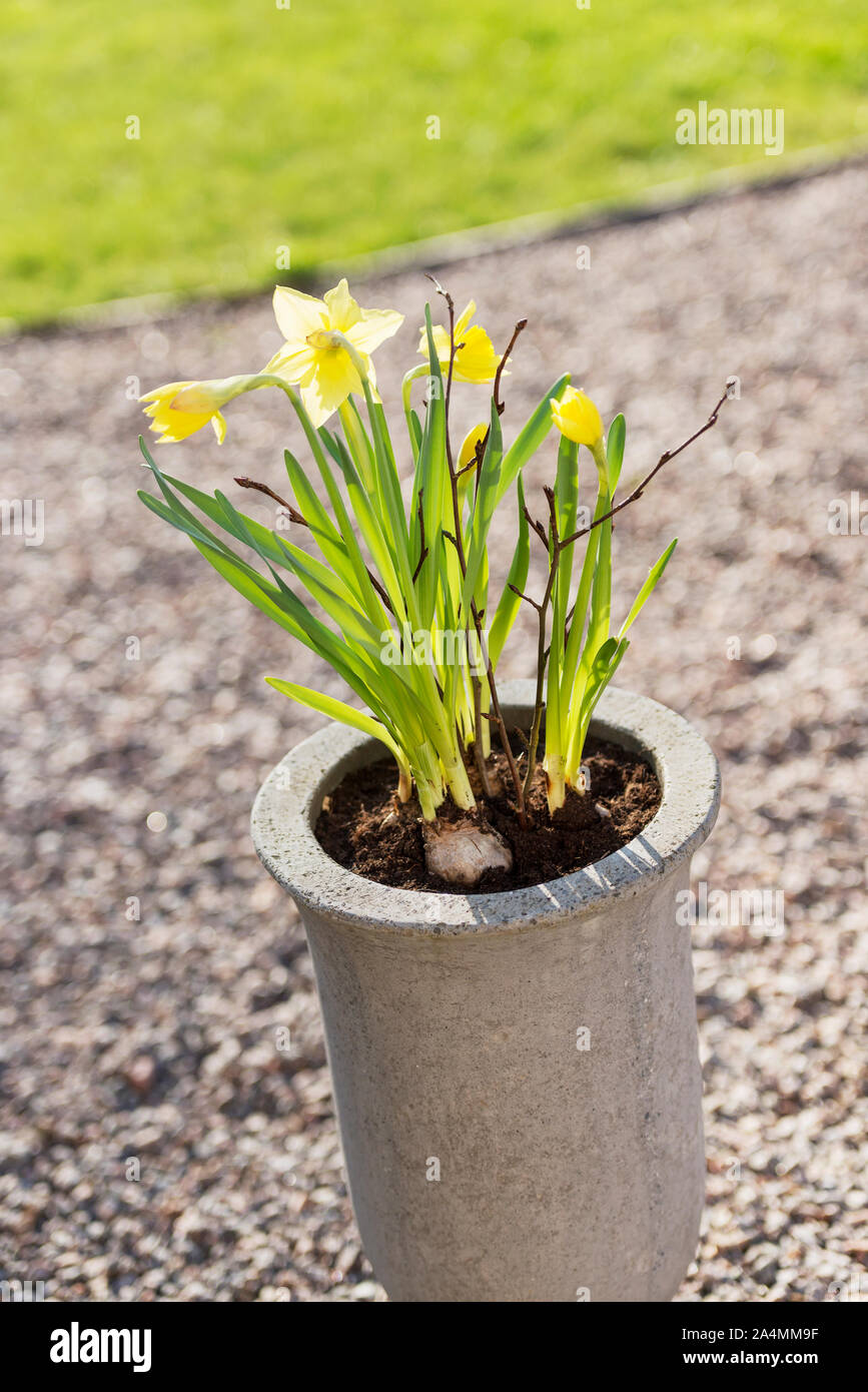 Daffodils in pot Stock Photo Alamy