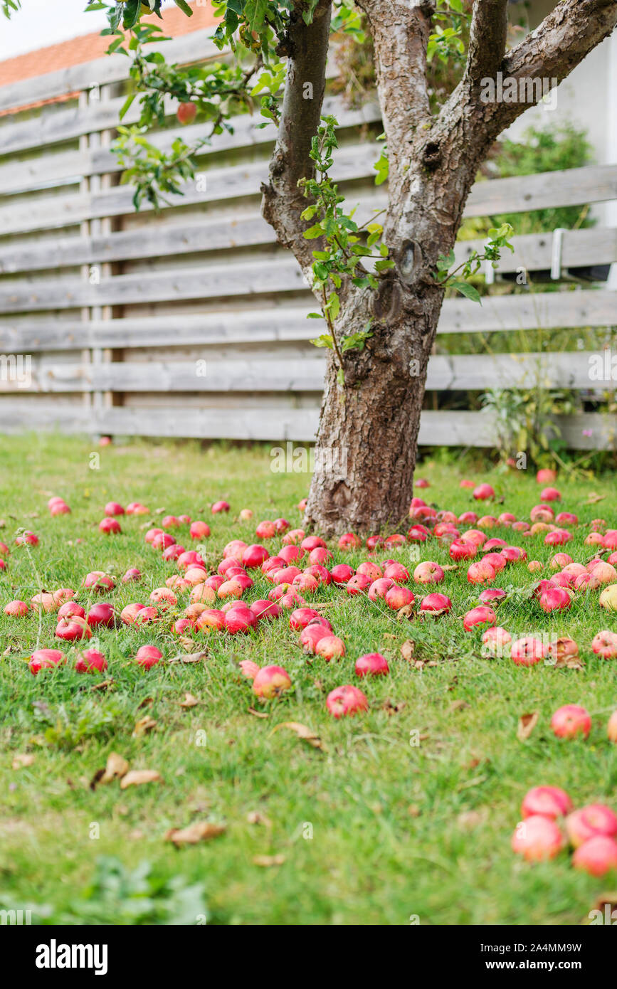Fallen apples on lawn Stock Photo