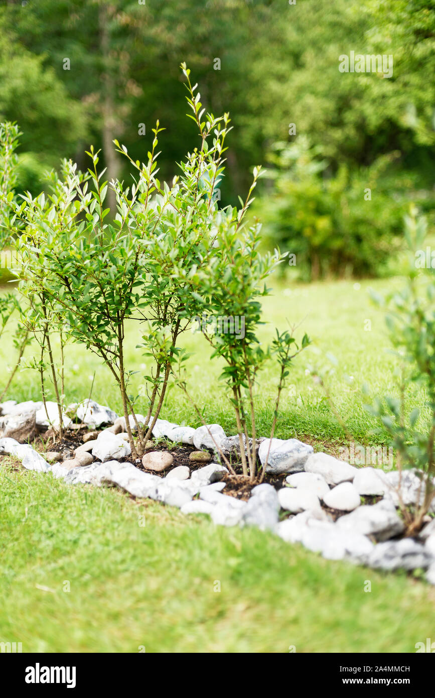 Little trees in garden Stock Photo Alamy