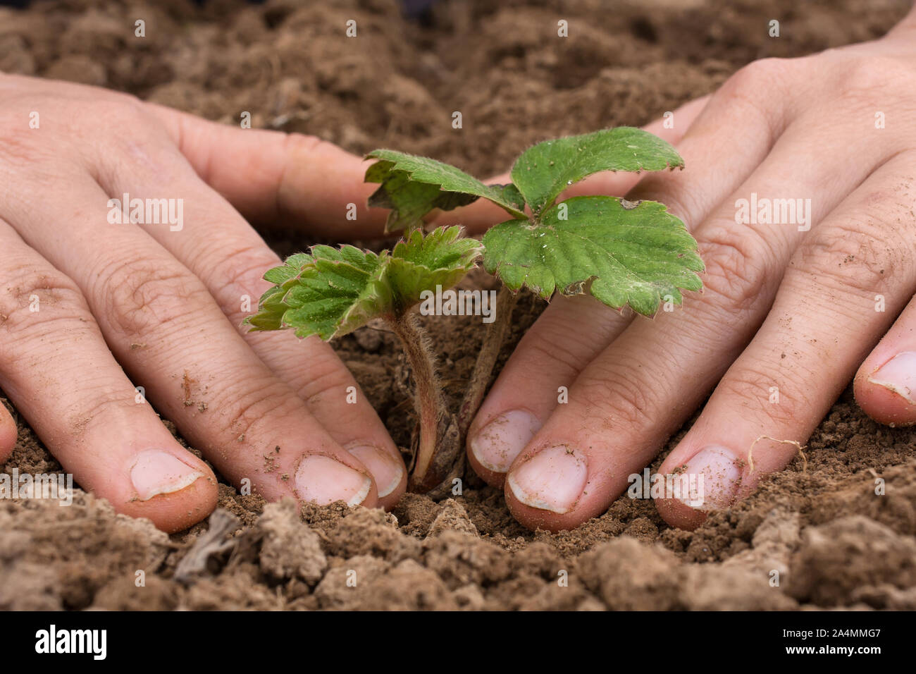 Пересаживаем клубнику осенью на новое место. Клубника место для посадки. Как пересадить викторию осенью на новое место. Как пересадить викторию осенью на новое место. Как сажать клубнику осенью в открытый грунт.