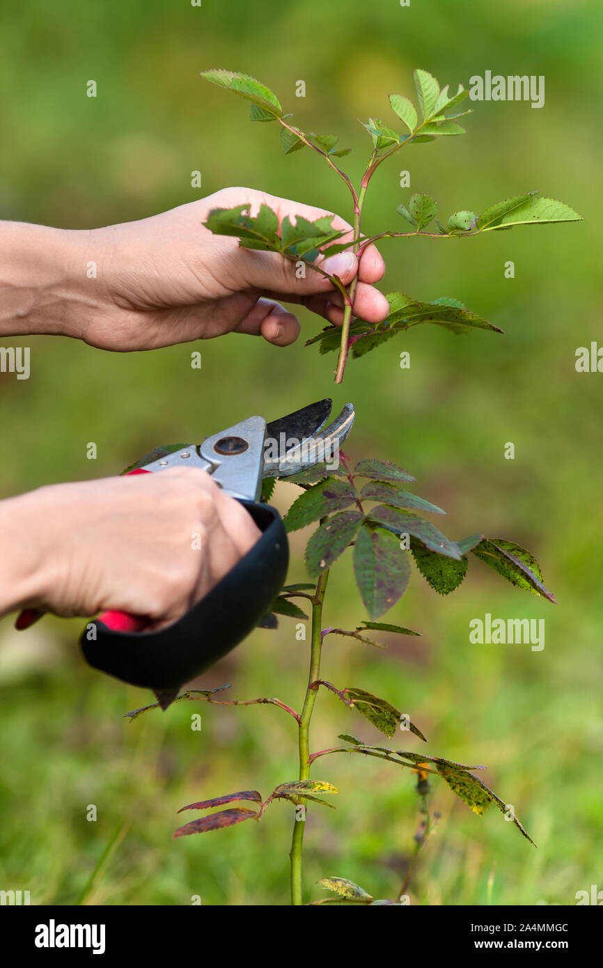 hands of women pruning rose with secateurs, closeup Stock Photo Alamy