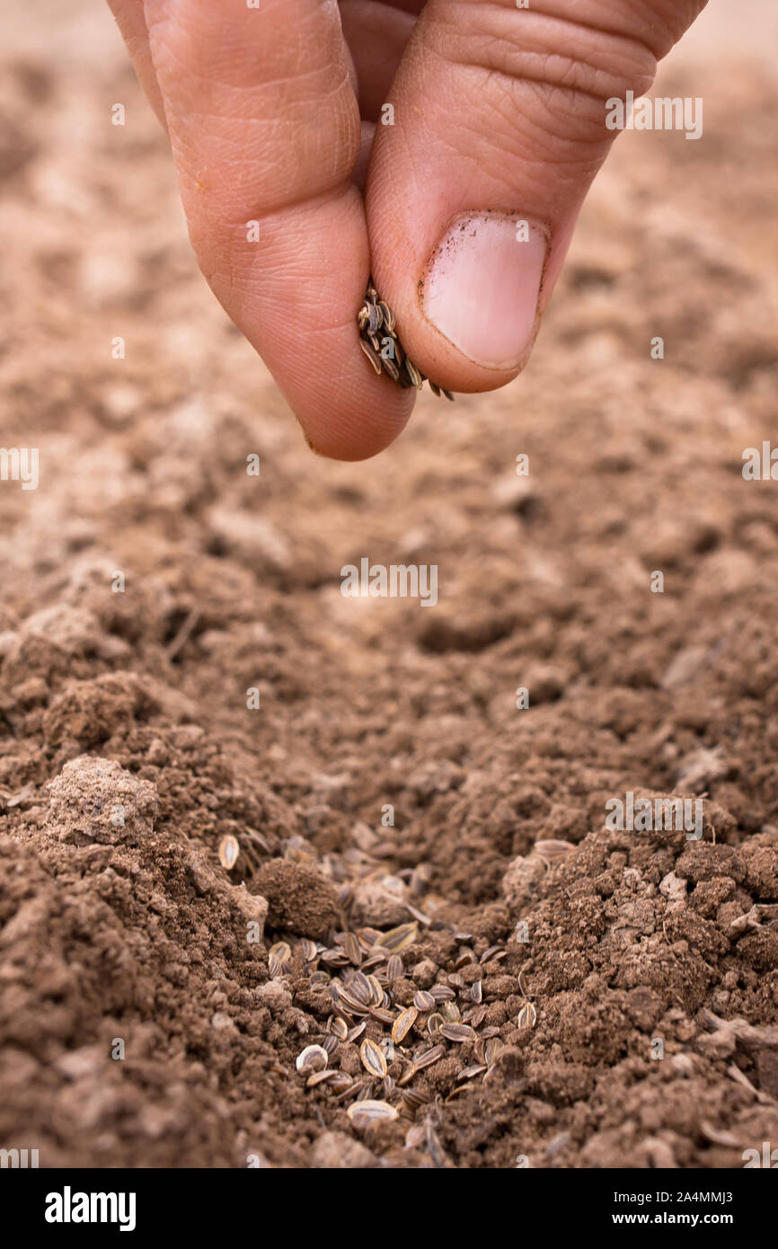 hand planting seeds in soil, closeup Stock Photo