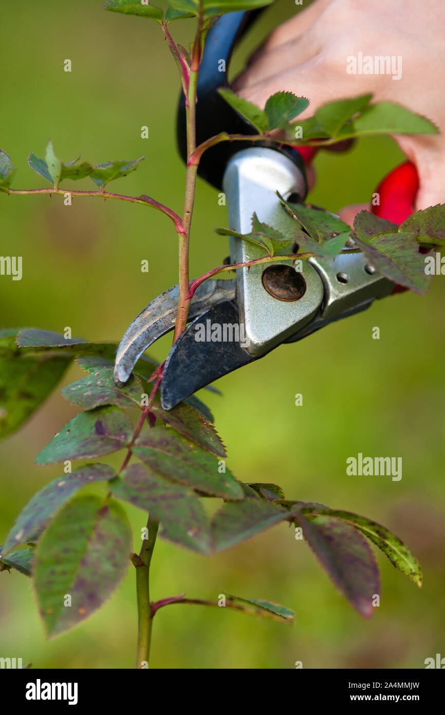 hands of women pruning rose with secateurs, closeup Stock Photo Alamy