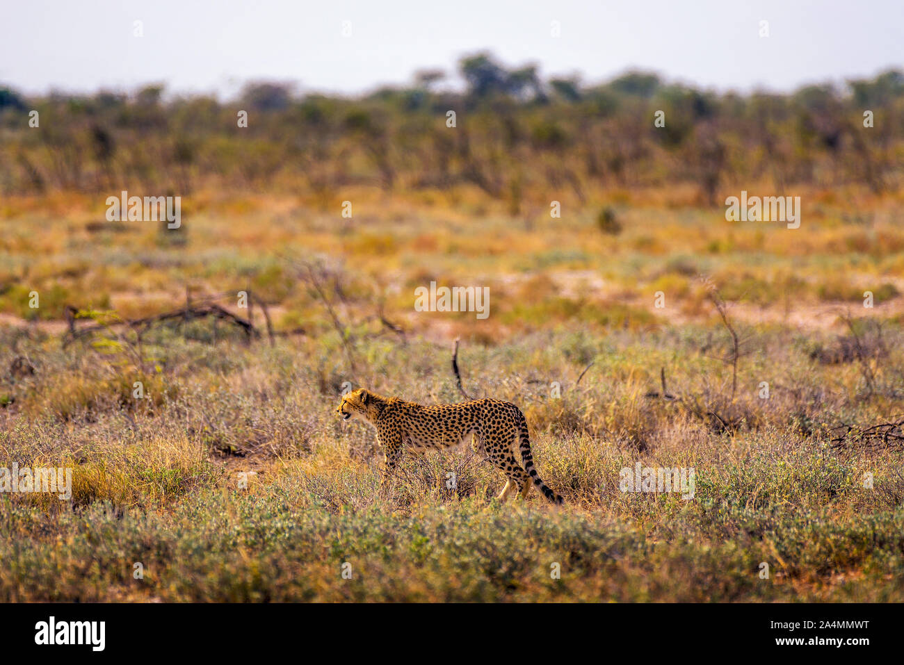 Cheetah lurking for prey at sunset in the Etosha National Park, Namibia Stock Photo