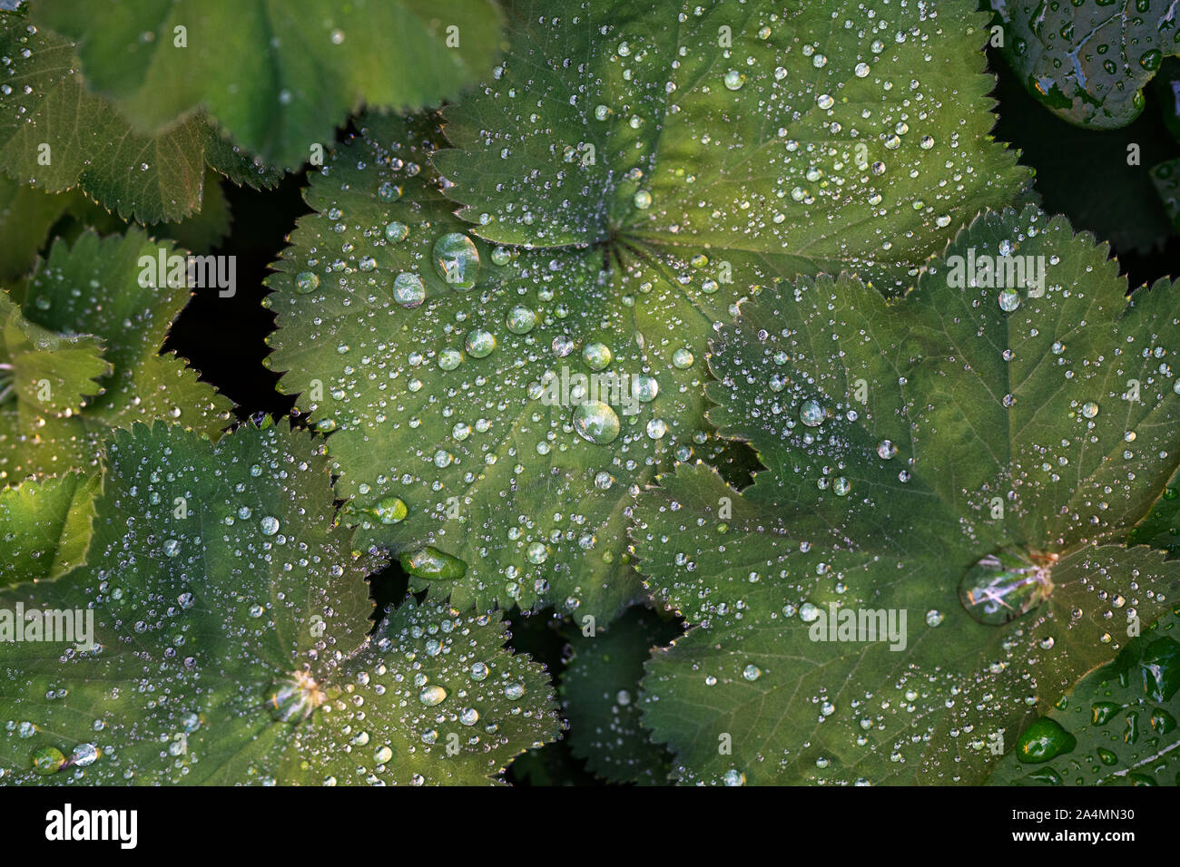 Close up condensation on leaves hi-res stock photography and images - Alamy