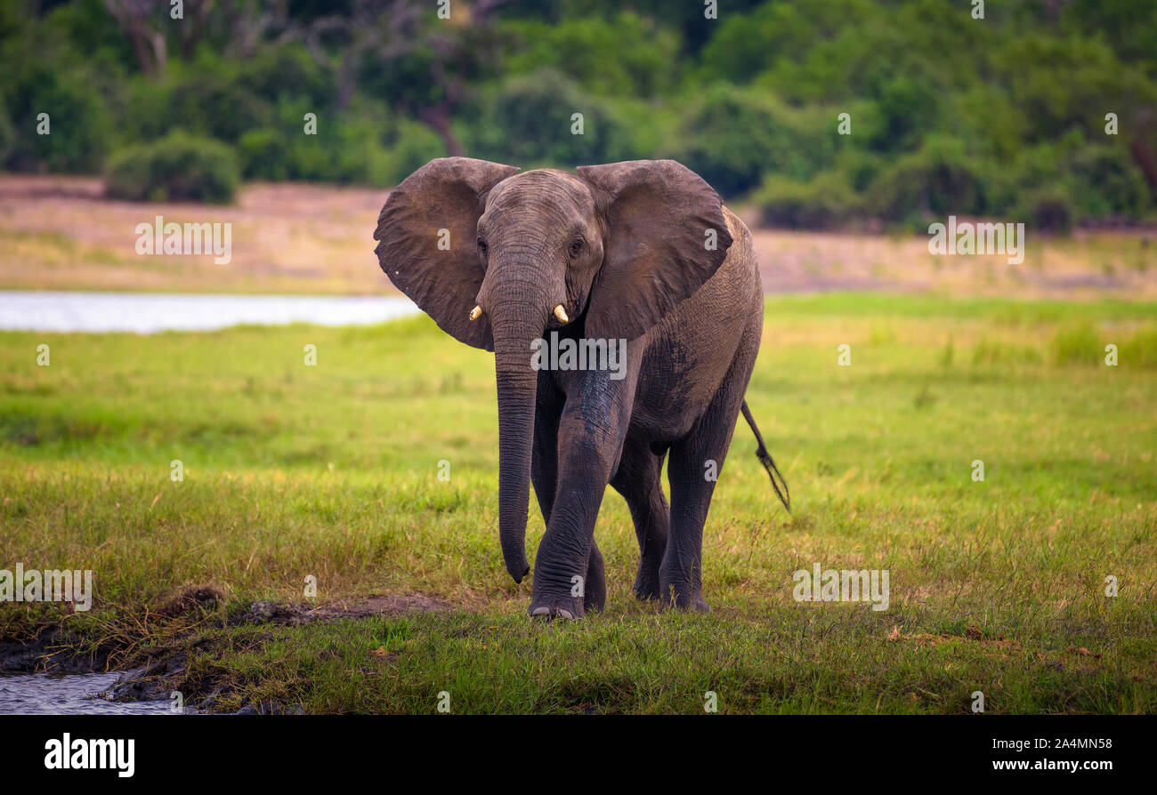 Elephant walks to the Chobe River in Chobe National Park, Botswana Stock Photo
