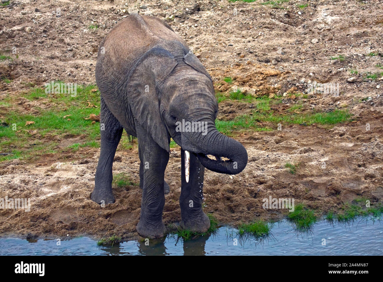 baby African elephant drinking water; Loxodanta africana; herbivore; largest land mammal; muscular trunk; tusks; large ears; wildlife; animal, Tarangi Stock Photo