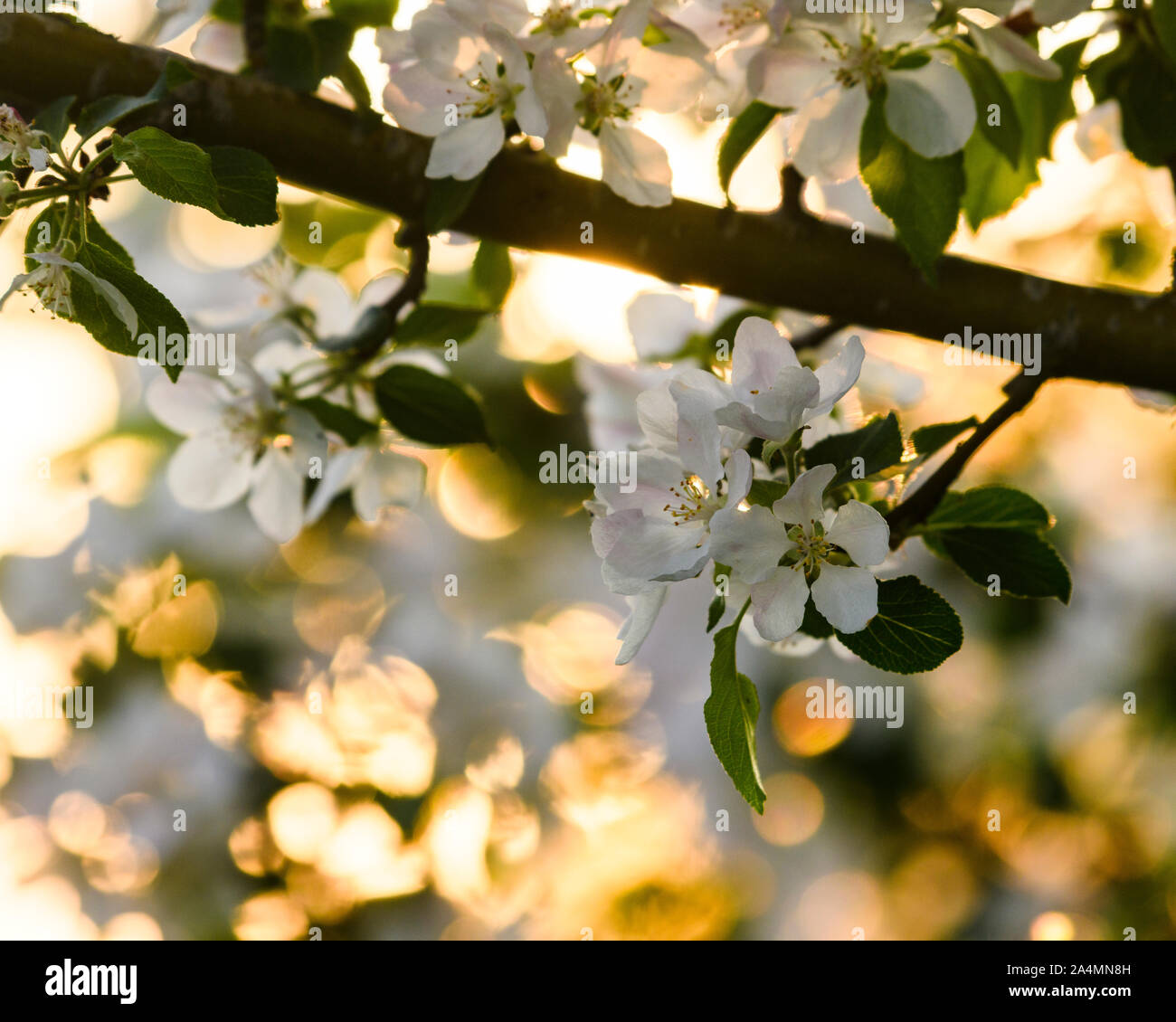 Blossoms on twig Stock Photo