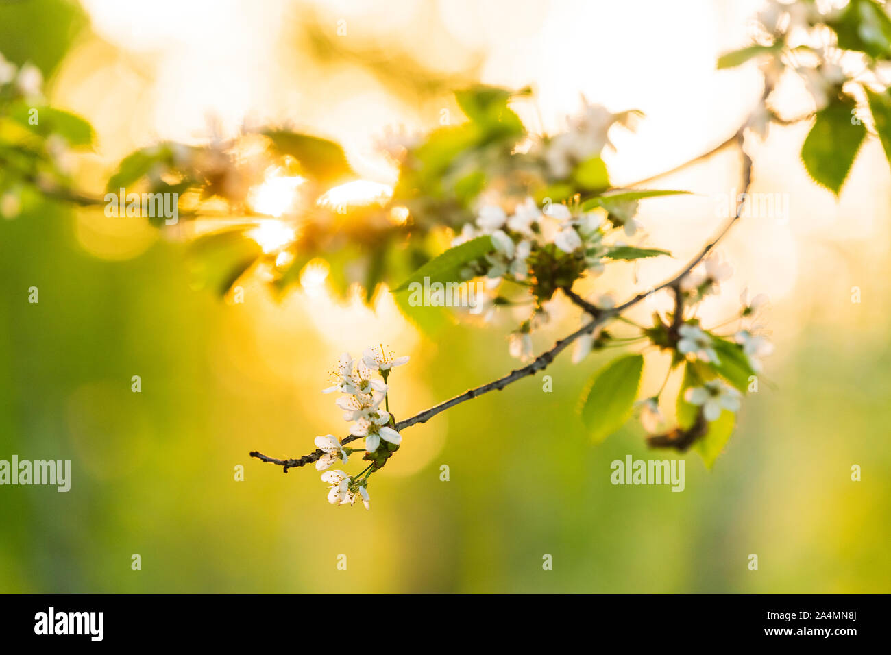 Blossoms on twig Stock Photo