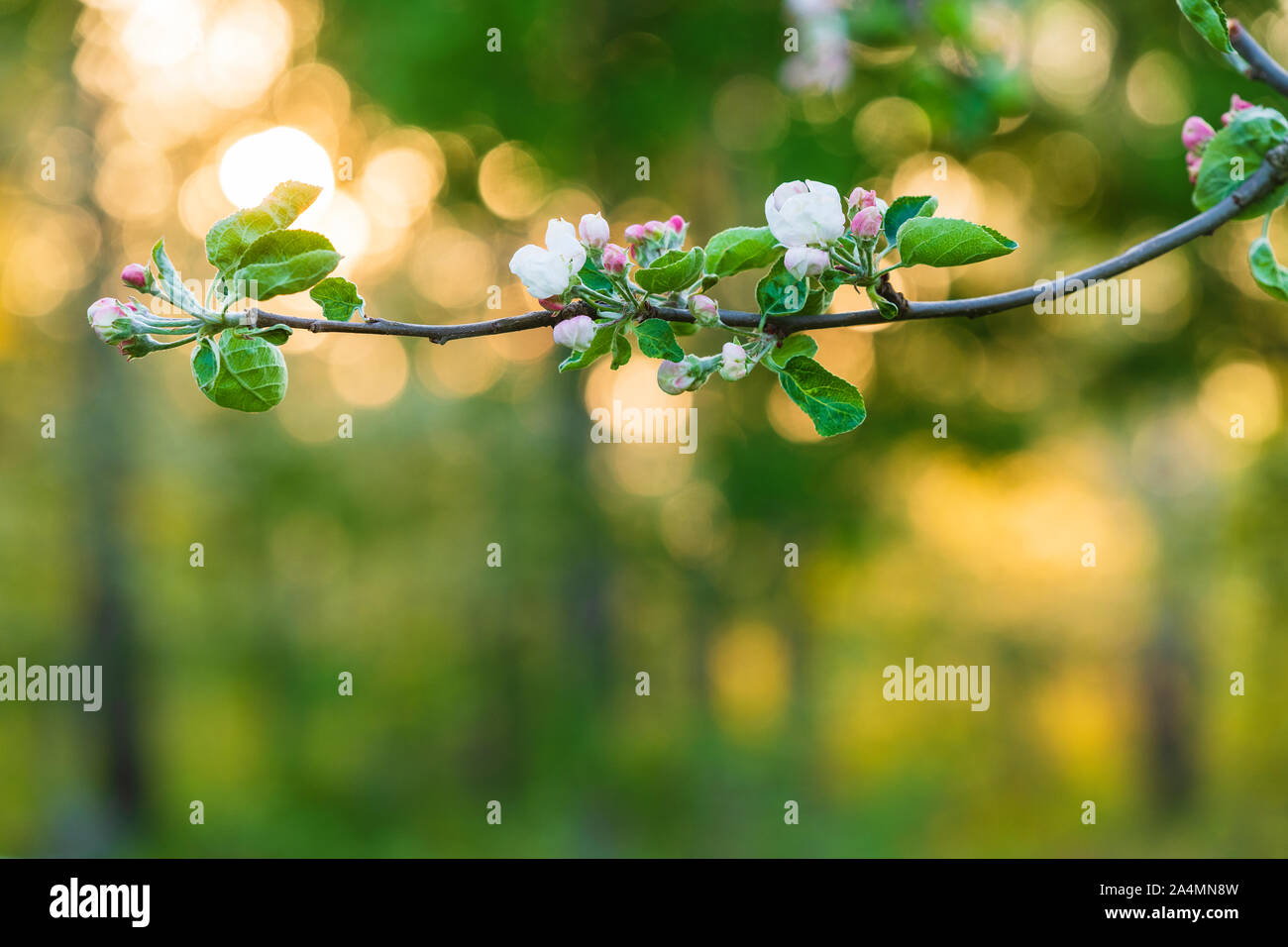 Blossoms on twig Stock Photo