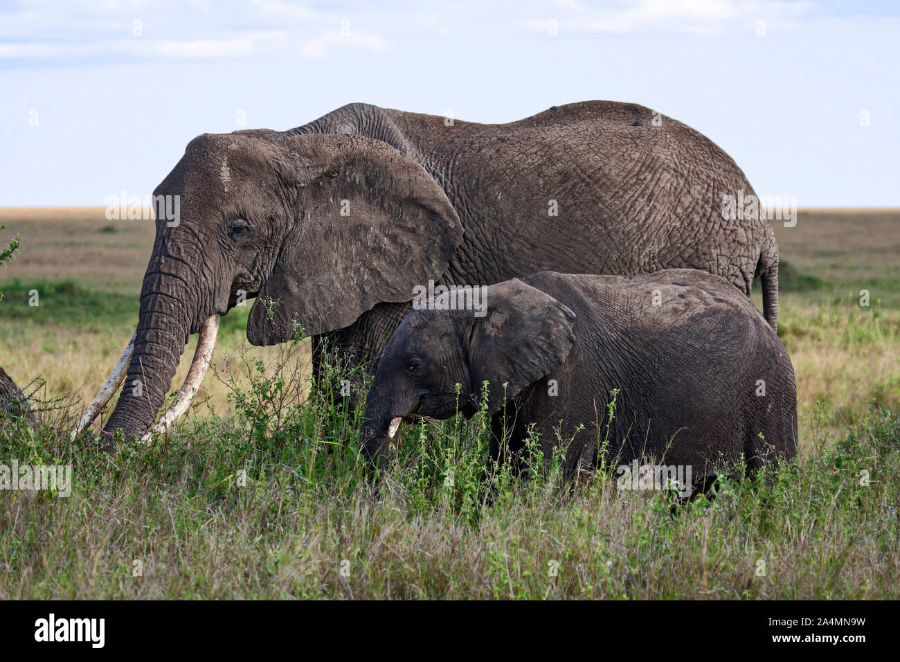 African elephants, mother and young eating, Loxodanta africana, herbivores, largest land mammal, muscular trunk, tusks, large ears, wildlife, animal, Stock Photo