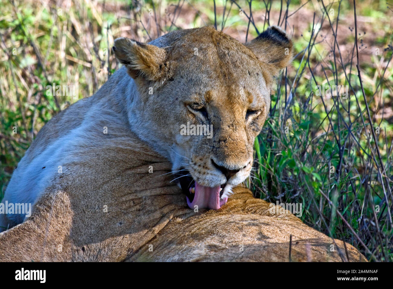 African lion close-up; grooming, pink tongue; large cat; carnivore; mammal; Panthera leo, wildlife, animal, Serengeti National Park; Tanzania; Africa; Stock Photo