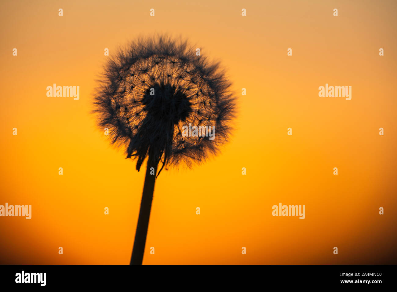 Dandelion image hi-res stock photography and images - Alamy