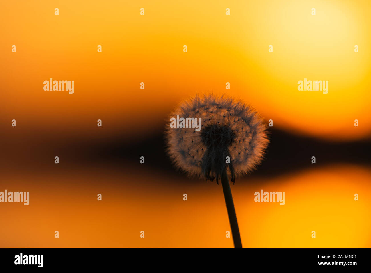 Dandelion image hi-res stock photography and images - Alamy
