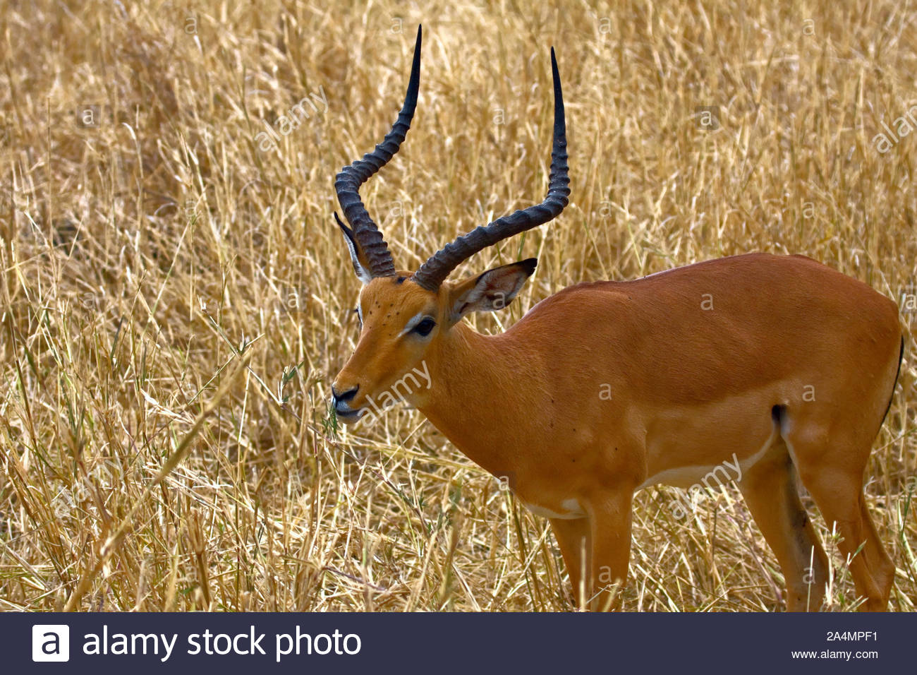 Antelope Long Horns Stock Photos & Antelope Long Horns Stock Images - Alamy