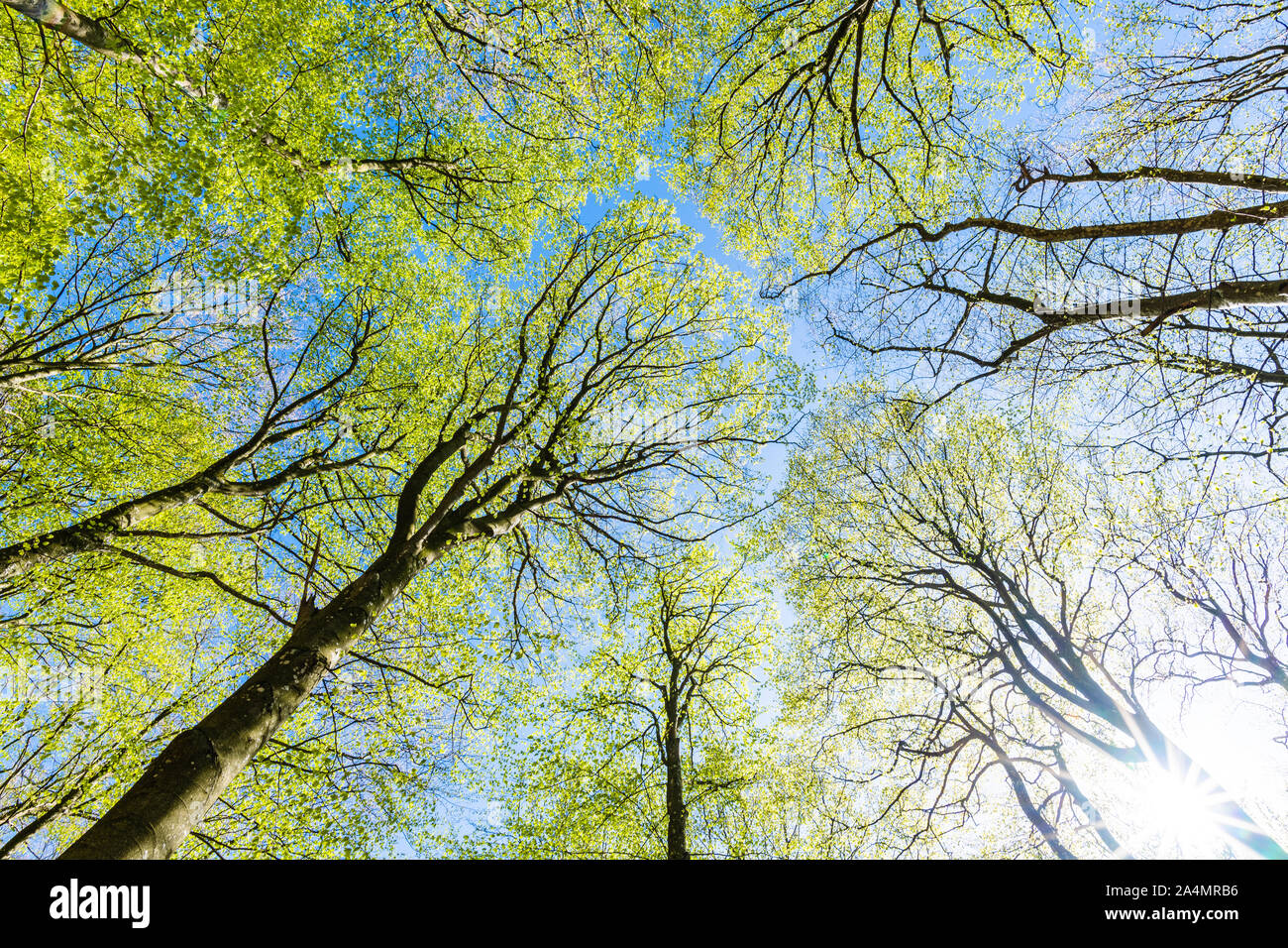 Full frame trees and sky hi-res stock photography and images - Alamy