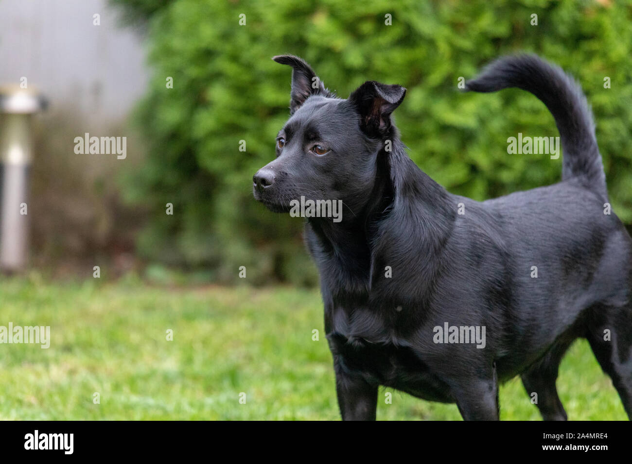 A little black dog outdoors in green grass. The dog is a mixed of a Labrador retriever. Stock Photo