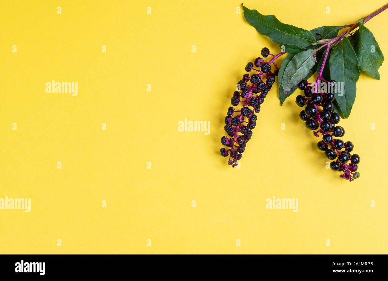 pokeweed berries in autumn on a yellow surface Stock Photo