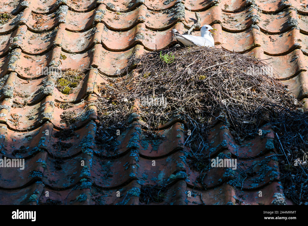 Birds nest on roof Stock Photo Alamy