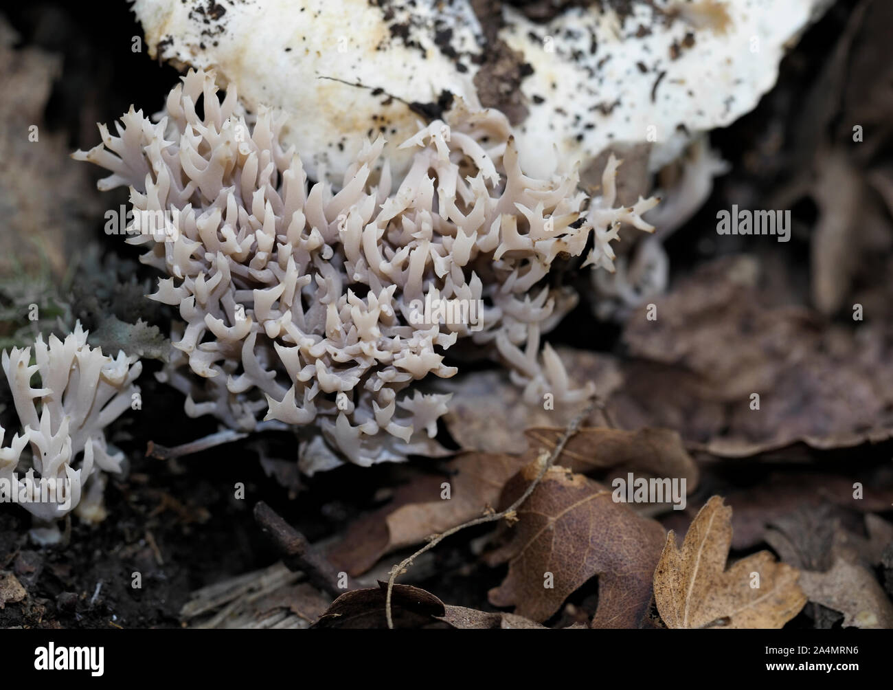 Club fungi in oakwood. Aka Clavarioid fungi, Basidiomycota. Stock Photo