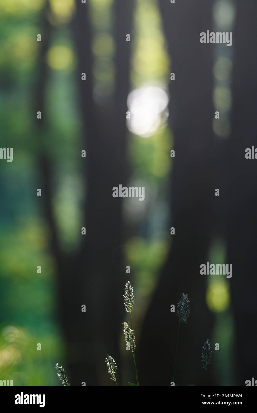 Vertical blade of grass hi-res stock photography and images - Alamy