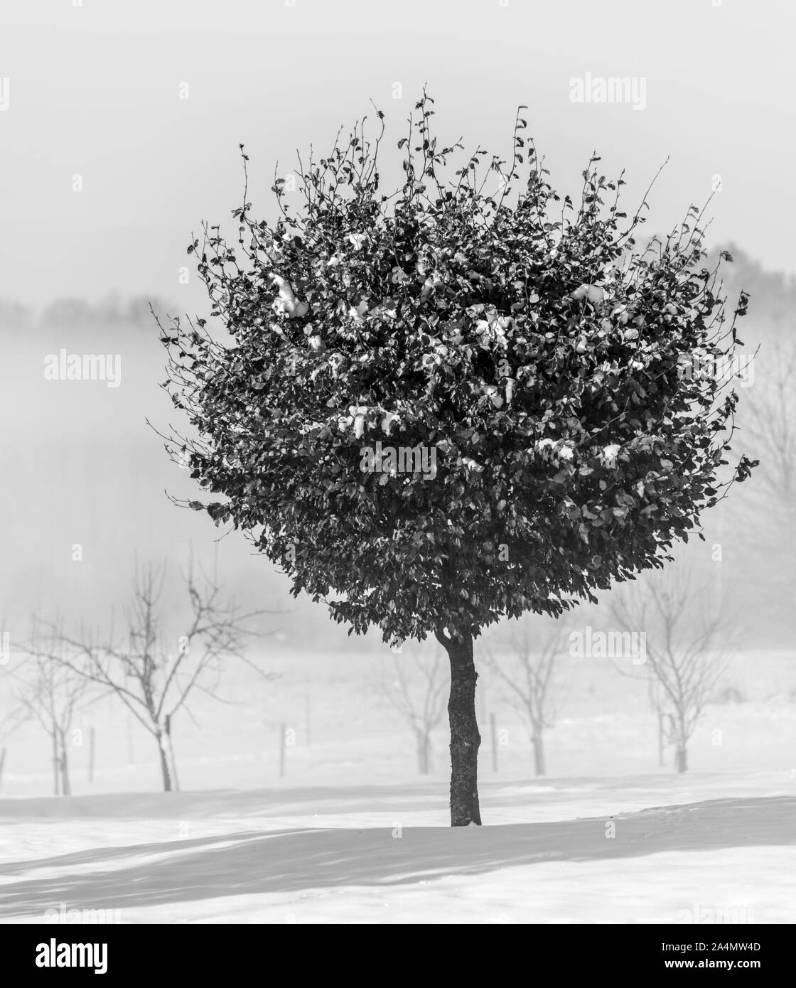 Black beech tree Black and White Stock Photos & Images - Alamy