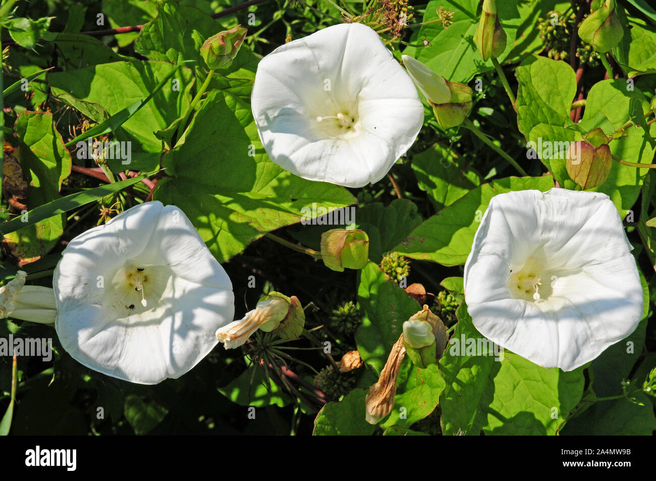 Flowers of Calystegia sepium. Bindweed. Small black beetles. Stock Photo