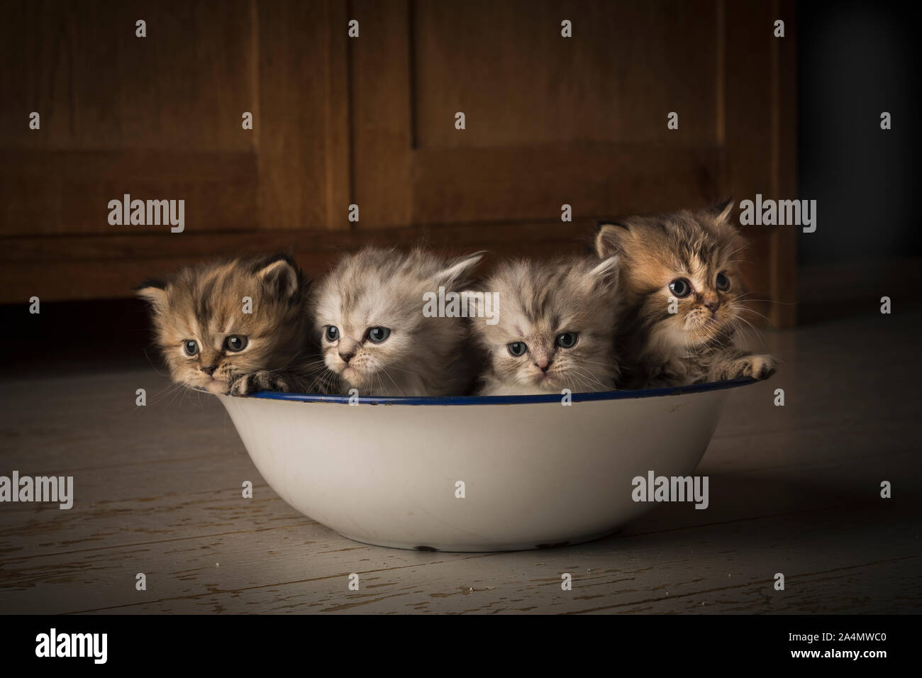Kitten in washing bowl Stock Photo