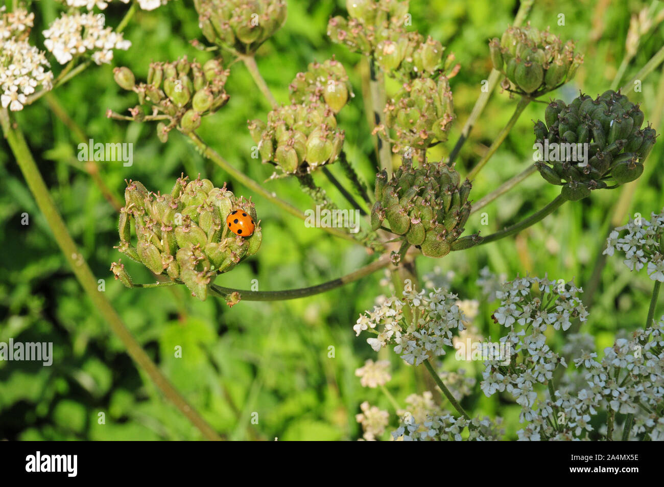 Seven spot Ladybird (Coccinella septempunctata) on sedd head of Hogweed (Heracleum sphondylium.) Stock Photo