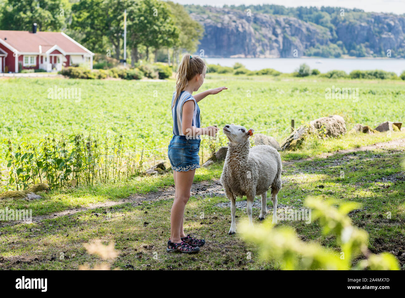 Girl with sheep Stock Photo Alamy