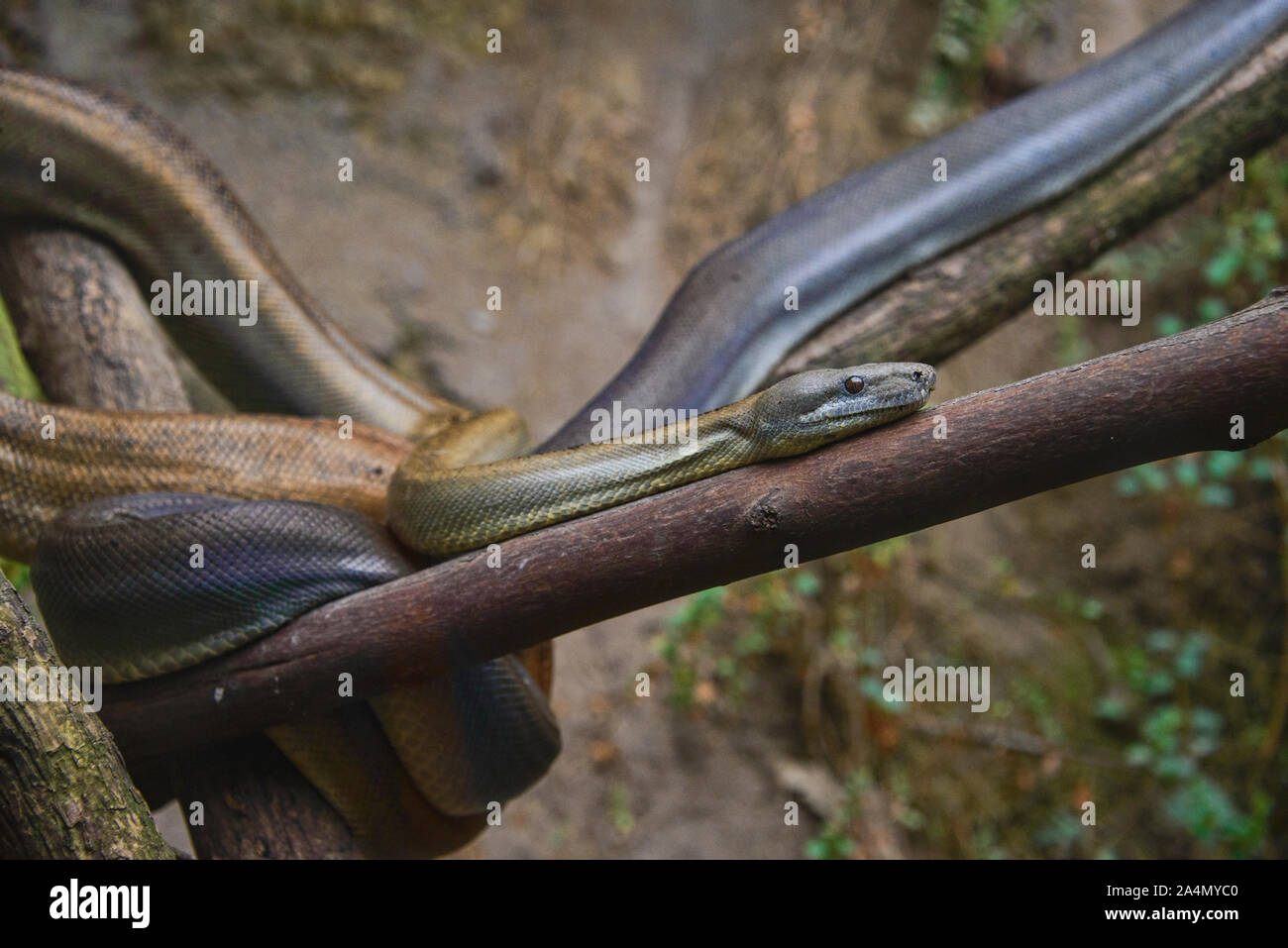 Lojan boa constrictor (Boa ortonii), Ecuador Stock Photo