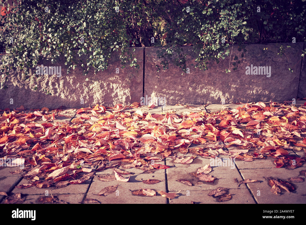 Leaves color hi-res stock photography and images - Alamy