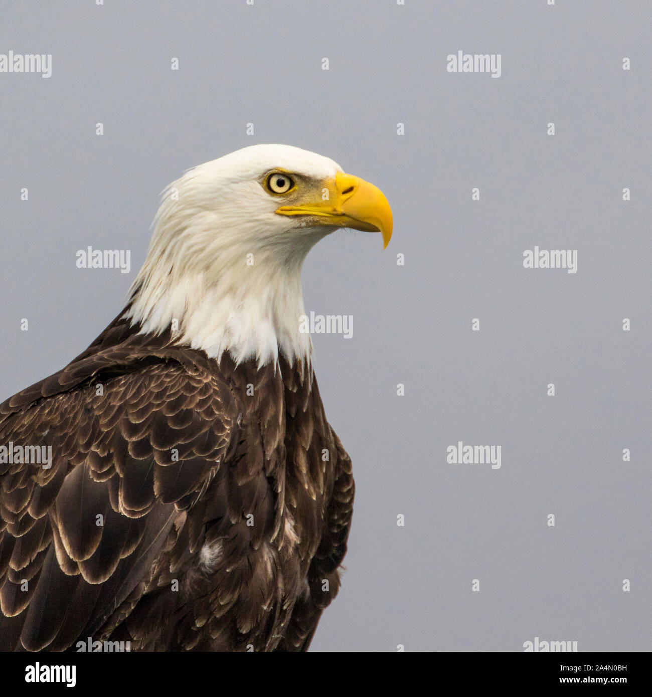 Bald eagle america image hi-res stock photography and images - Alamy