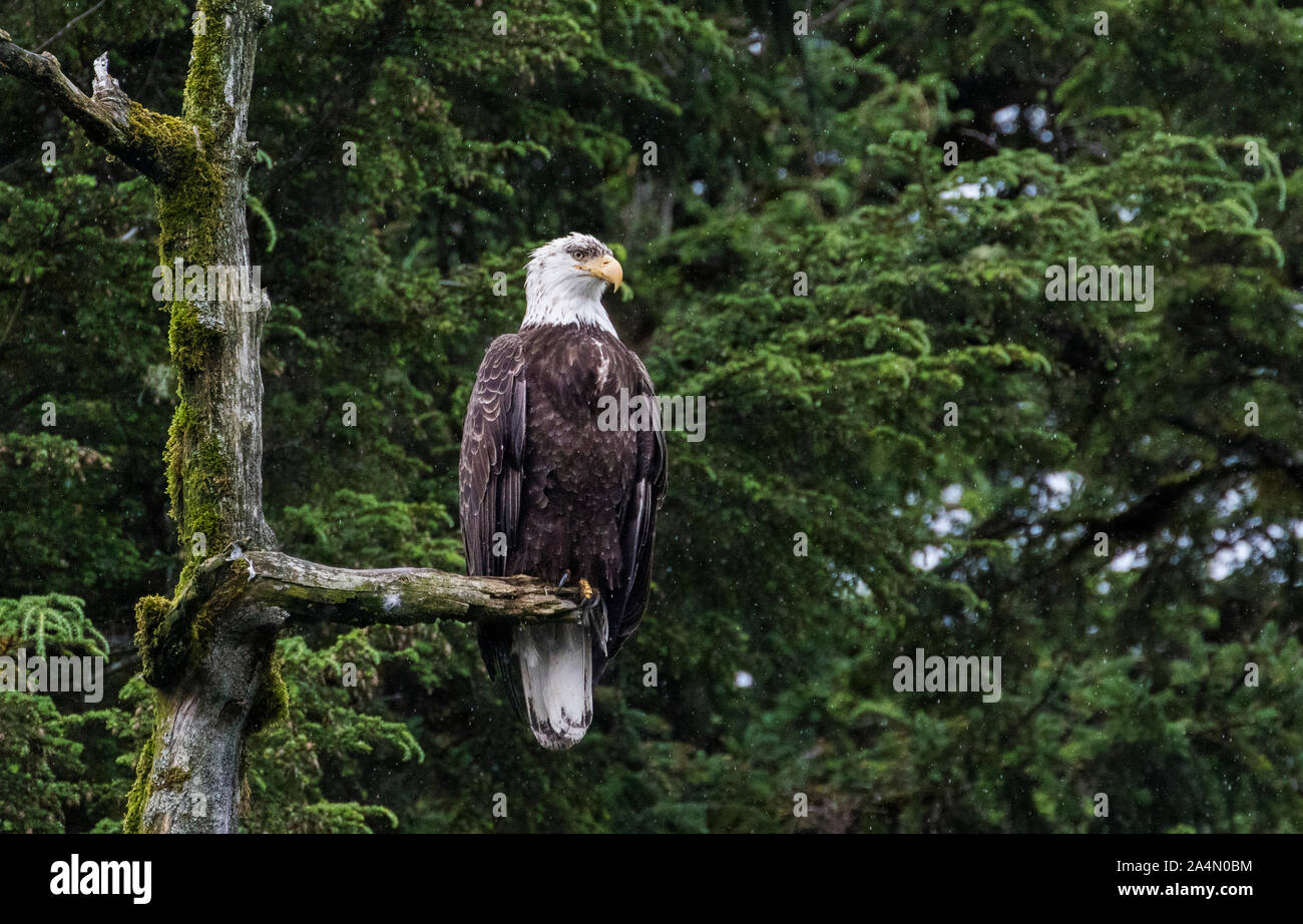 Bald eagle Stock Photo