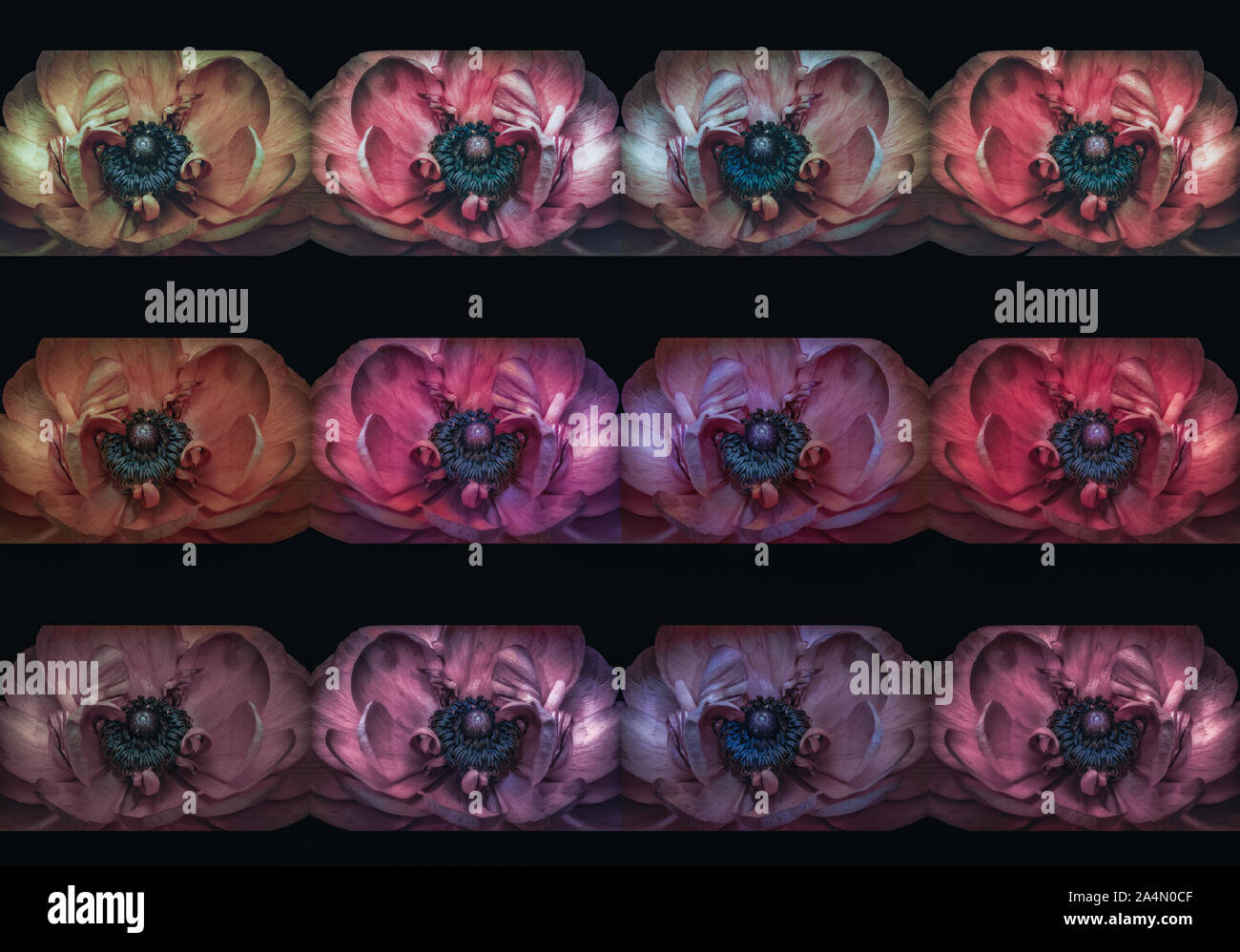 A Dozen Variations Of Vintage Pastel Colored Buttercup Blossoms In A Collage On Black Background Stock Photo Alamy
