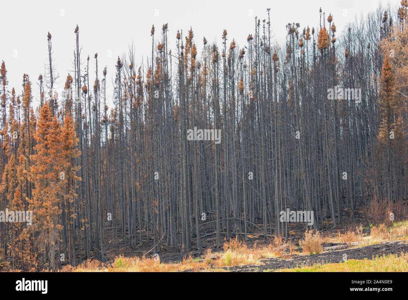Burnt orange colour hi-res stock photography and images - Alamy