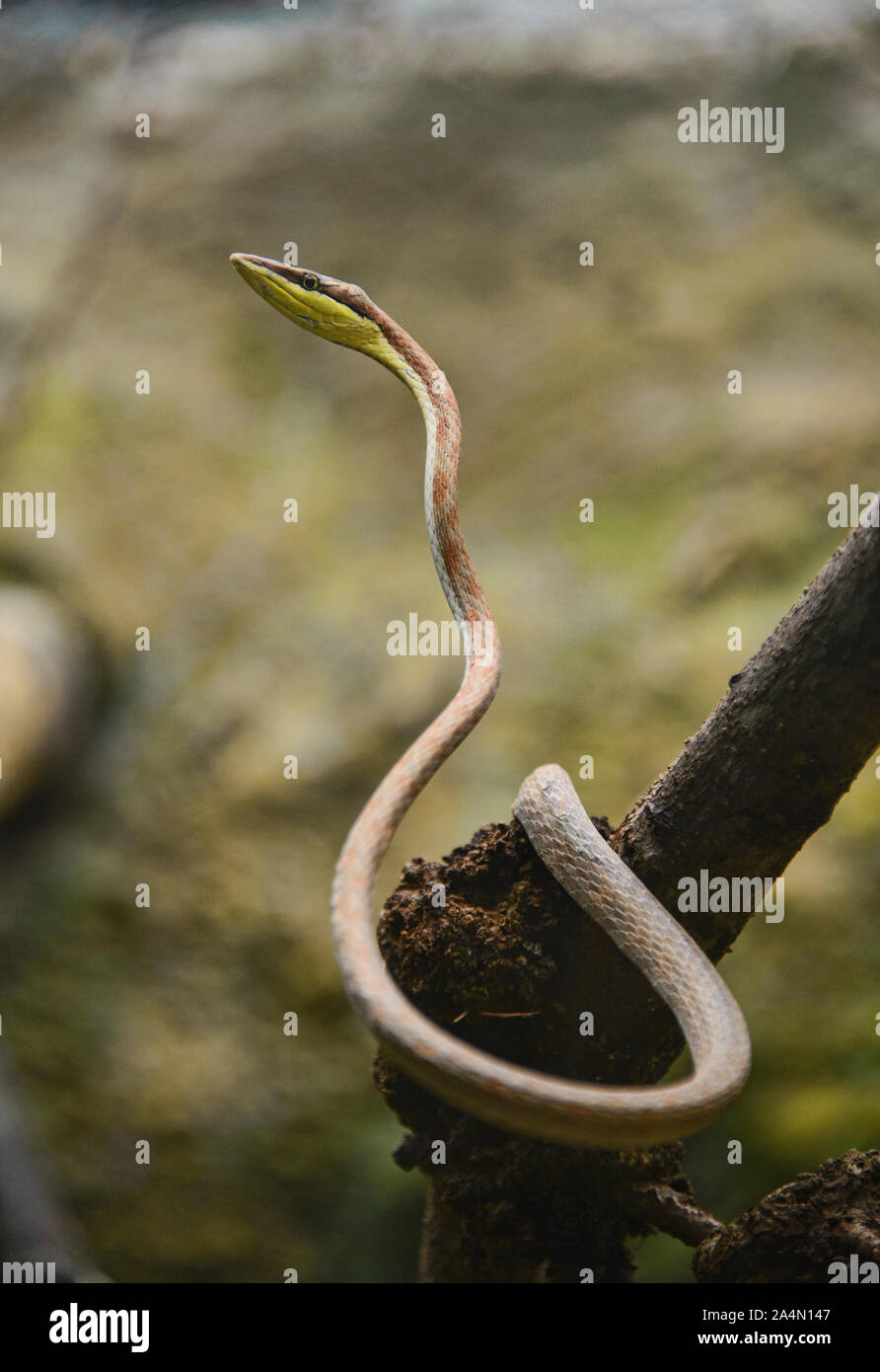 Cope's vine snake (oxybelis brevirostris), Ecuador Stock Photo