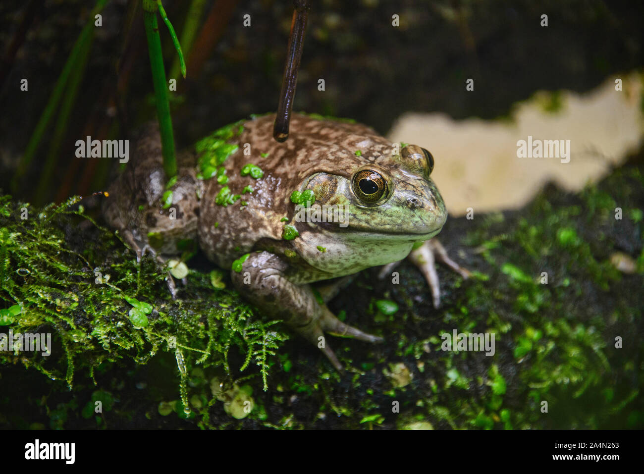 American bullfrog (Lithobates catesbeianus), Amaru Biopark, Cuenca, Ecuador Stock Photo