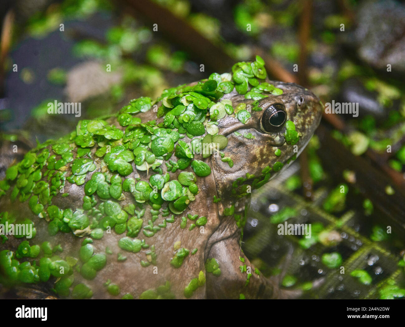 American bullfrog (Lithobates catesbeianus), Amaru Biopark, Cuenca, Ecuador Stock Photo
