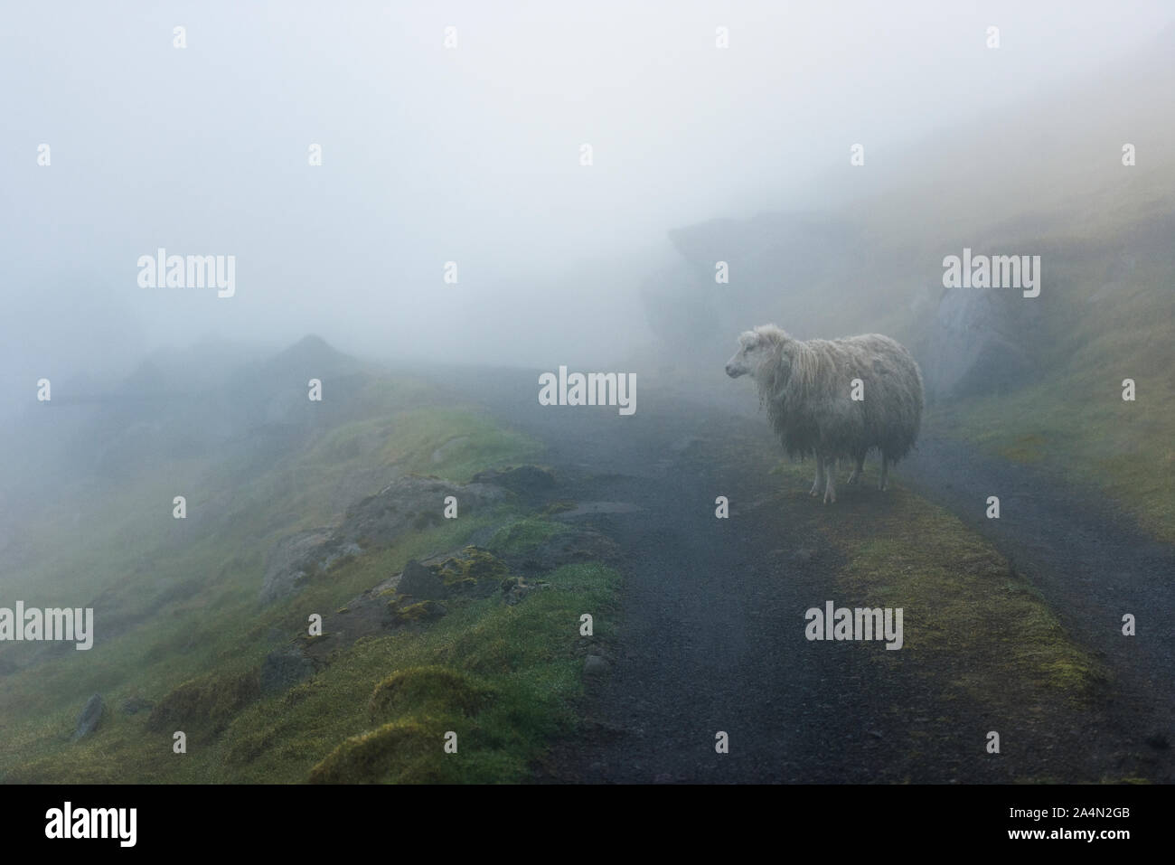Sheep in fog Stock Photo