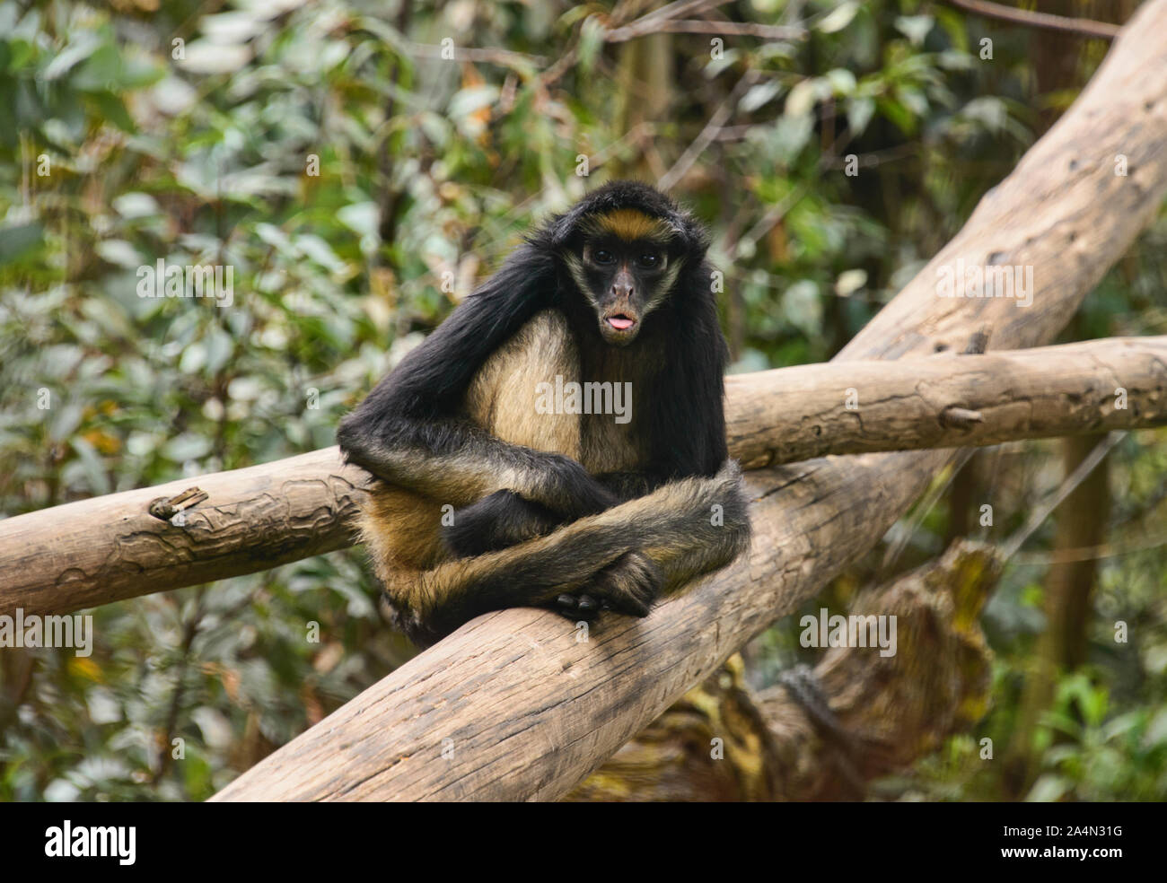 White-bellied spider monkey (Ateles belzebuth), Ecuador Stock Photo - Alamy