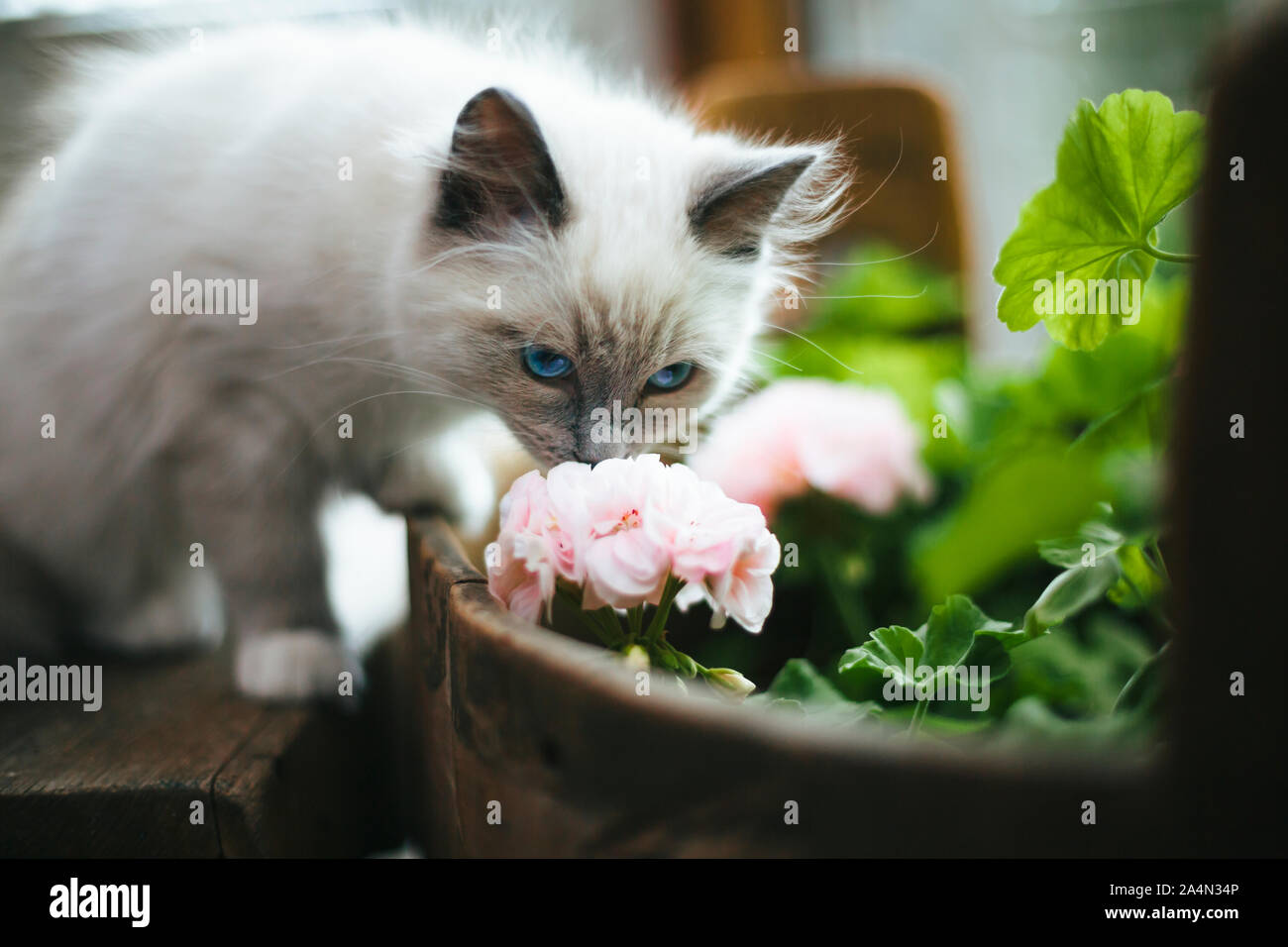 Cat smelling flowers Stock Photo Alamy
