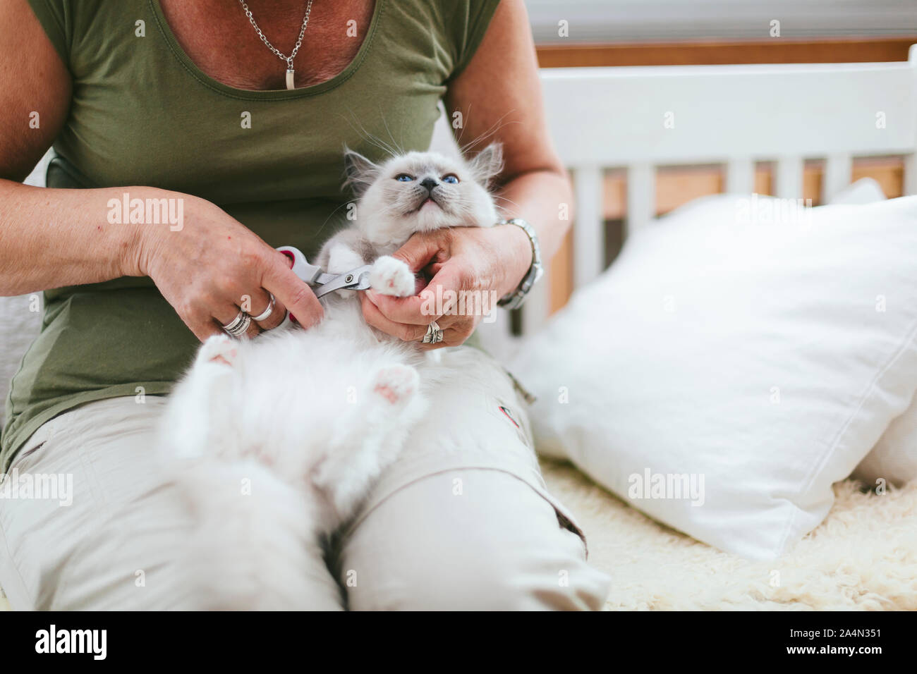 Woman cutting cat claws Stock Photo Alamy