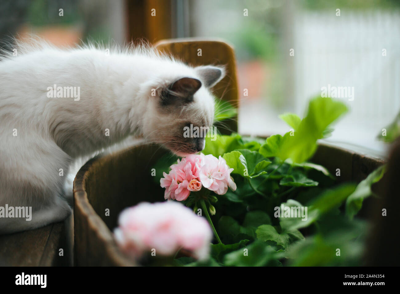 Cat smelling flowers Stock Photo Alamy