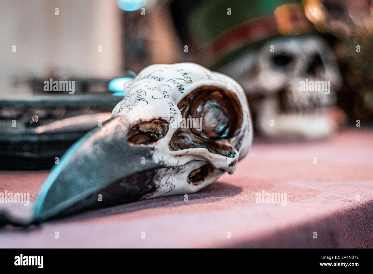 Dia de los muertos. Animal skull for dark rituals. Halloween horror and terror themes. Satanic cult objects. Stock Photo